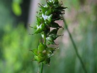 Carex muricata 1, Valse stekelzegge, Saxifraga-Rutger Barendse